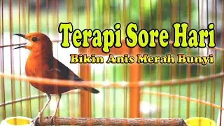 UNTUK TERAPI ANIS MERAH SORE HARI CEPAT RESPON, ANIS MERAH NGEPLONG SORE HARI