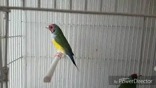 Temporada 2020 diamantes de gould.