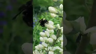 Bumble bees, Washington DC, USA