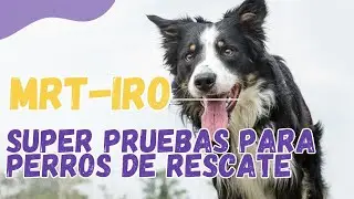 Pruebas de Certificaci&oacute;n para Perros de Rescate en Escombro MRT-IRO