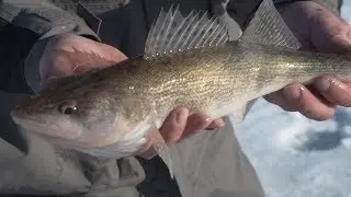 Ice Fishing Lake Oahe WALLEYE and SAUGER - Jason Mitchell Outdoors