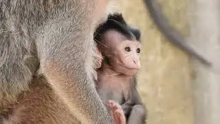 So Gentle 🥰 Mommy Monkey Protects Her Newborn Baby