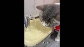 Kitten's daily life #beginner cat raising #pet cat #pet water dispenser #cat water dispenser