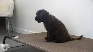 Meelly Puppy Training Graduation!