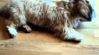 Lhasa Apso called Alfie now aged 9 months