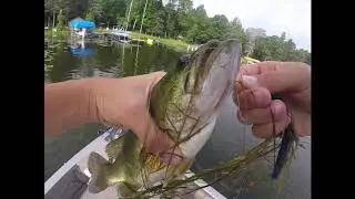 EARLY SUMMER SENKO FISHING in MINNESOTA