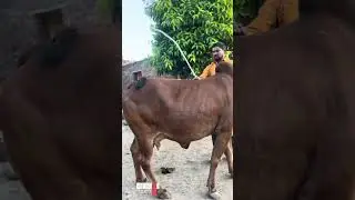 श्लोक डेअरी फॉर्म (संभाजी घूसळे 8446244843: शिवाजी घूसळे 9307929538)