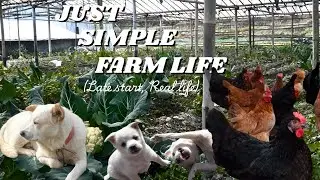 Noon to Evening on the Farm | Chickens, Dogs & Simple Life
