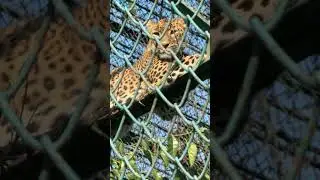 🐆👀Eyes of the predator One move and the jungle trembles ⚡#LeopardAttack #Predator #viral #viralshort