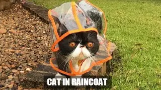Cat in raincoat. Sassy Lola The Cat likes walking in the rain.