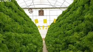 Hydroponic Lettuce Cultivation #hydroponicfarming #lettucesalad #hydroponics 