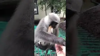 Animal feeding &ndash; funny langur monkey eating bread from my hand #animal #feeding #funnymammals