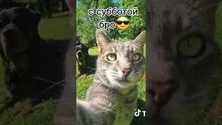 #cat #dogs #topvideo2022 #top 😇😀😃
