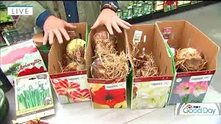 Tips for Forcing Your Bulbs Indoors | Garden Guy Dale