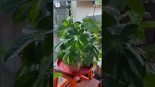 Heptapleurum arboricola&nbsp; family&nbsp;Araliaceae, dwarf umbrella tree,
