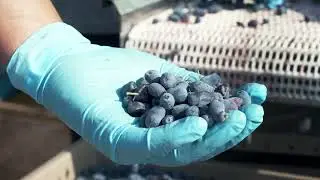prairie hill-Haskap Berry
