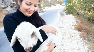 Кого я нашёл в Аскоте 🥺||Лучшее место для посещения в Питхорагархе || Заповедники дикой природы в...