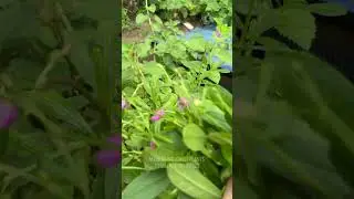 Spinach talinum paniculatum #foryou #harvest #garden