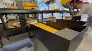 Elevate Your Logistics with XTS's Sortbot Conveyor📦