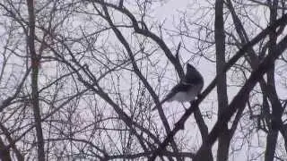 AMAZING BACKYARD BIRD WATCHING VIDEO