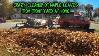 CRAZY CLEANUP OF MAPLE LEAVES FROM FRONT YARD AT HOME