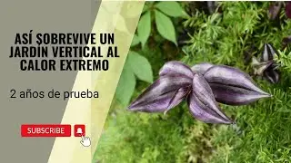 Plantas resistentes para jardines verticales de exterior