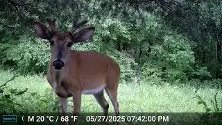 Unveiling the Hidden Wildlife of Appalachia's Foothills!