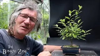 Pruning My Russian and European Olive plus My Bullhorn Acacia, The Bonsai Zone, June 2025