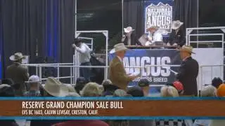 NWSS 2017: Angus Bull Sale Champions