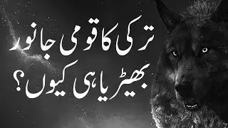 Why Wolf is National animal of Turkey? | Best Qualities of Wolves, Urdu/Hindi