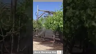 The Process Of Washing Grape Leaves