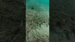 #diving #beach #underwater #fish #sea #scubadiving #underwaterlife #ocean