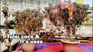 NAVITA HOME GARDEN is live!Tulsi Care, Winter Tips, Fayde aur Beej se Ugana | Complete Guide