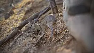 Klipspringer Rubs Horns