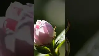 Soft Pink Flower in Morning Light | Stock Footage 4K