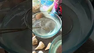 People wonder how I find my shells in such great condition.....I don't LOL ✨️ babies view 🐣