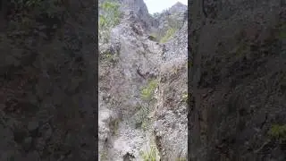 Amazing Wild Boar Fall 🐗 ⛰️ #warthog #pig #boar #hog #viral #animal #wildpig #wildboar #wildlife