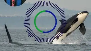 Misty MacDuffee, Biologist & Program Director, Wild Salmon Program
