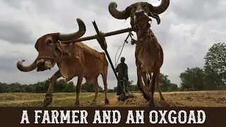 02-28-21 - A Farmer and An Oxgoad