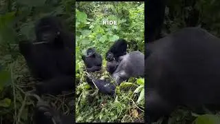 Do you want a Uber ride || Look at this amazing gorilla ||