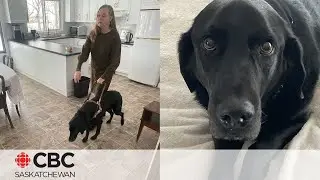 Sask. woman turned away from restaurant due to guide dog, hopes it can be a 'learning experience'