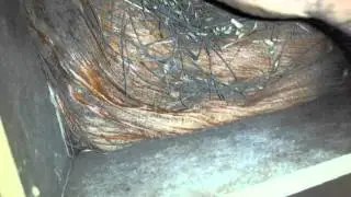 RECONSTROINDO NINHO DENTRO DO OUTRO Q FIZ P&Aacute;SSARO PRETO !