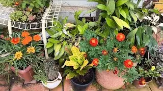 As Plantas q gostam de Sol est&atilde;o lindas! Me ajudem a resolver um probleminha 🙏