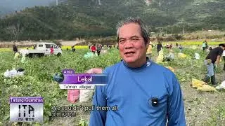 長濱農會拔蘿蔔1900英