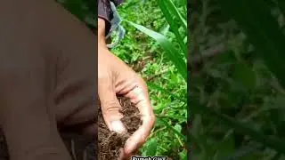 Odot super grass fertilizer spill #odotsuper #fertilizer #grass #feedbank