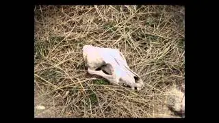 Собачий ад Юниграфа Х
