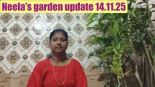 Neela's garden update 14 November 2025