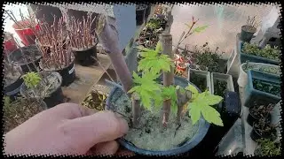 Greenhouse Update: Potting Hosta Seedlings/Purple Smoke Cuttings... greenhouse tour