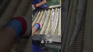 Ribbonfish cutting machine #seafoodprocessing #machine #fishprocessing #factory #fishfactory