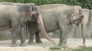 インドゾウ の『ラウナ』と『アンリー』 (平川動物公園) 2018年7月29日